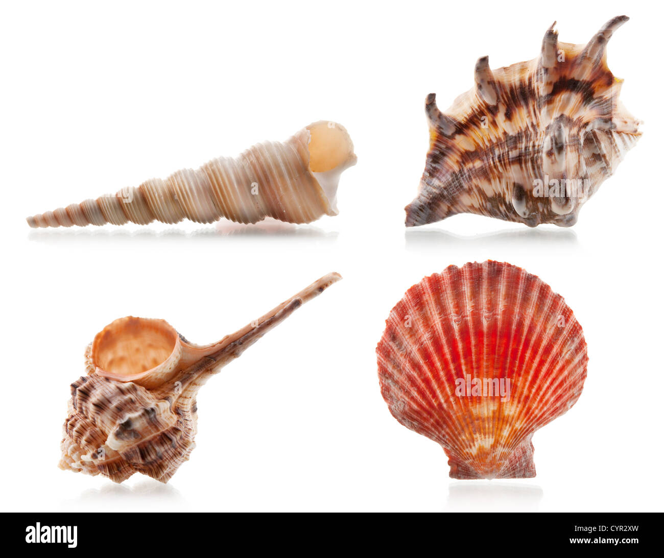 Vier Muscheln. Isoliert auf weißem Hintergrund Stockfoto