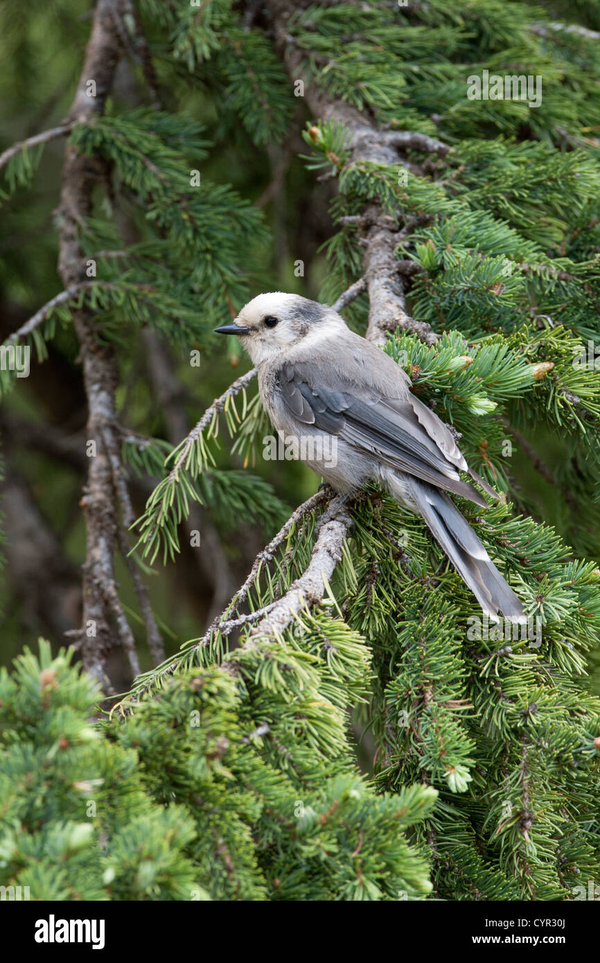Gray Jay sitzt im Spruce Tree im Rocky Mountains-Nationalpark, Colorado Vertical Stockfoto