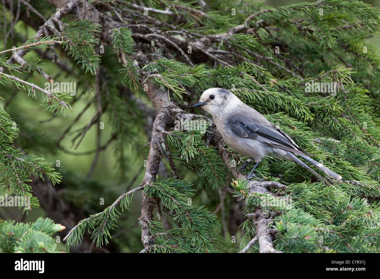 Gray Jay sitzt im Spruce Tree im Rocky Mountains-Nationalpark, Colorado Stockfoto