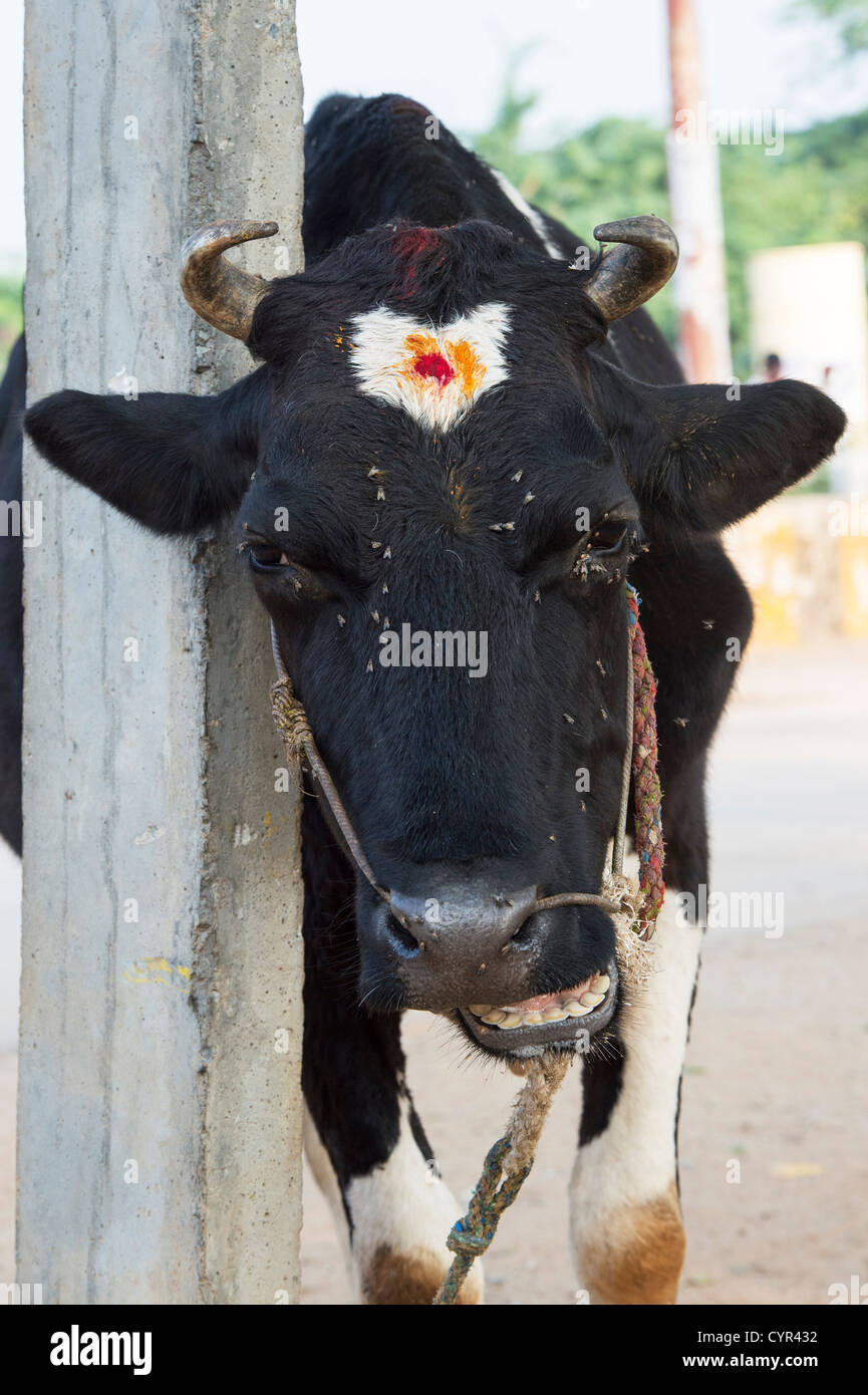 Indische heilige Kuh an einen Laternenpfahl gebunden Stockfoto
