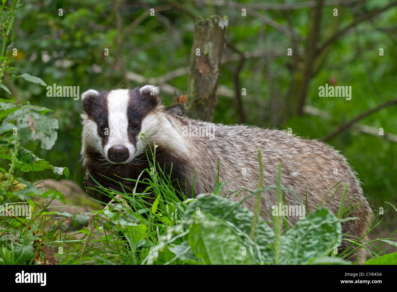 Europäischer Dachs / Meles Meles Stockfoto