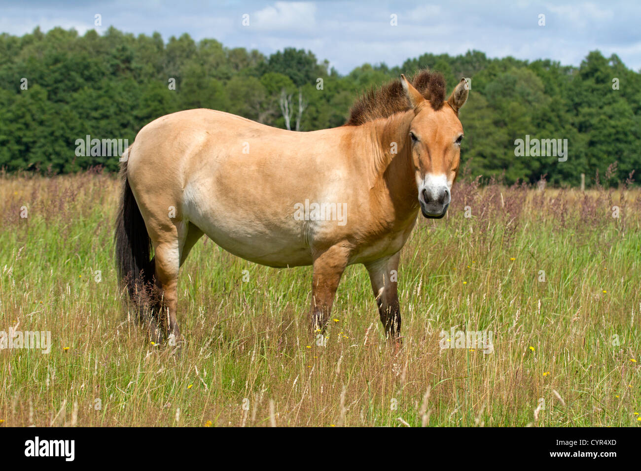 Przewalski Pferd / Equus Ferus Przewalskii Stockfoto