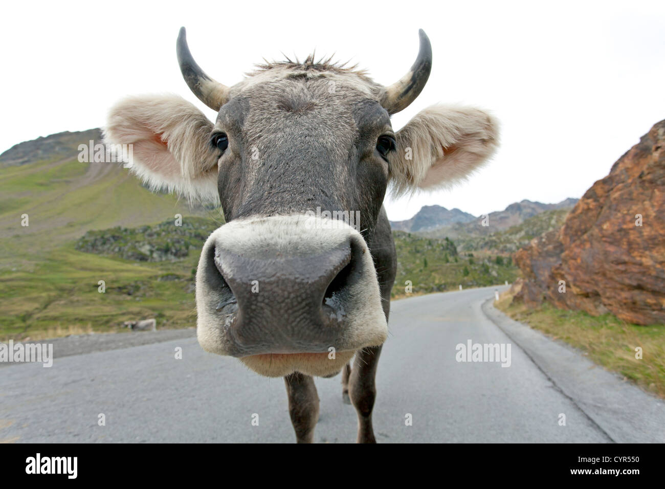 Kuh auf einer Straße Stockfoto