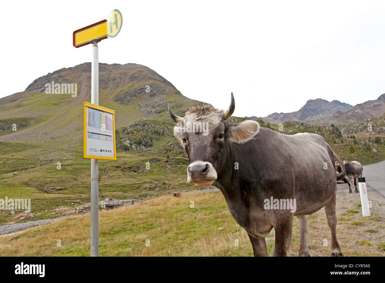 Kuh stehend an einer Bushaltestelle Stockfoto