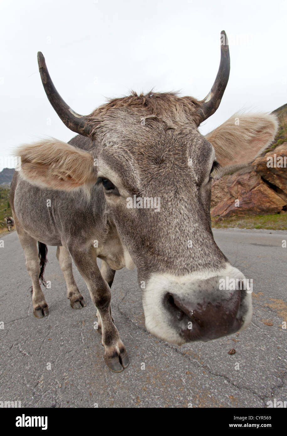 Kuh auf einer Straße Stockfoto
