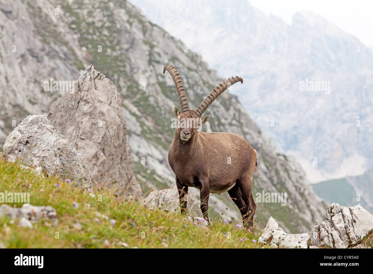 Steinbock / Capra Ibex Stockfoto