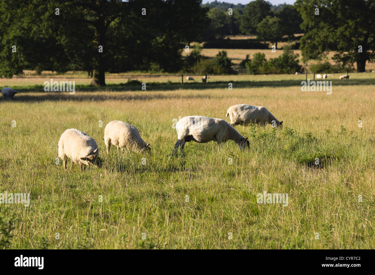 klassische englische Landschaft England uk Stockfoto