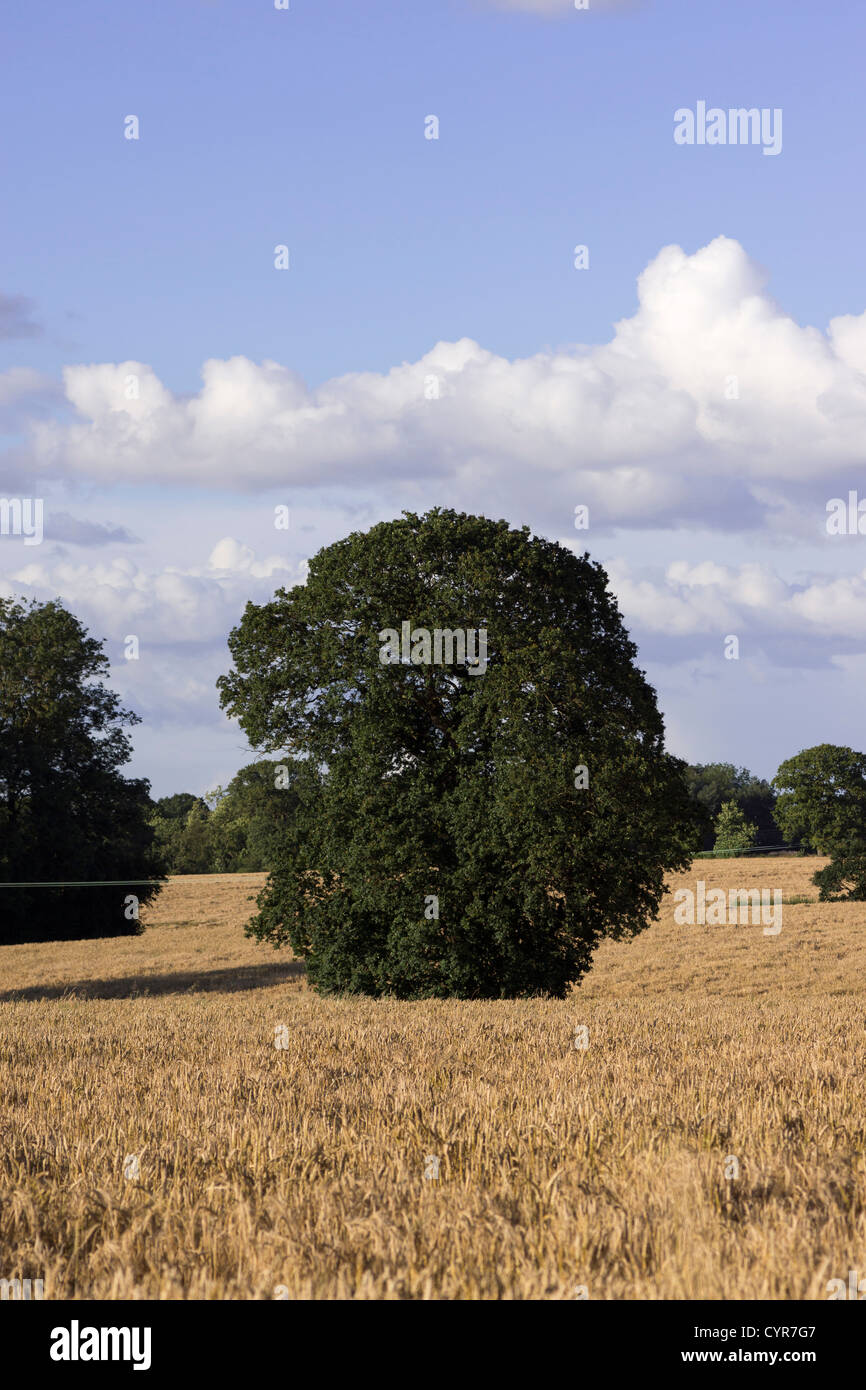 klassische englische Landschaft England uk Stockfoto