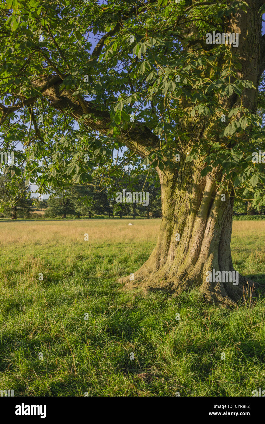 klassische englische Landschaft England uk Stockfoto