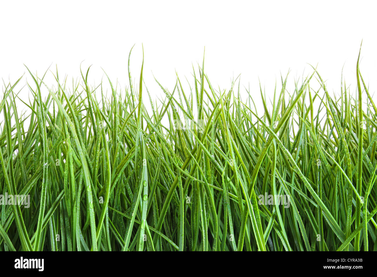 Hohen nassem Rasen vor einem weißen Hintergrund Stockfoto