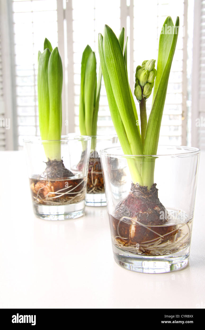 Frühling Hyazinthe Zwiebeln in Glasbehältern auf Tisch Stockfoto