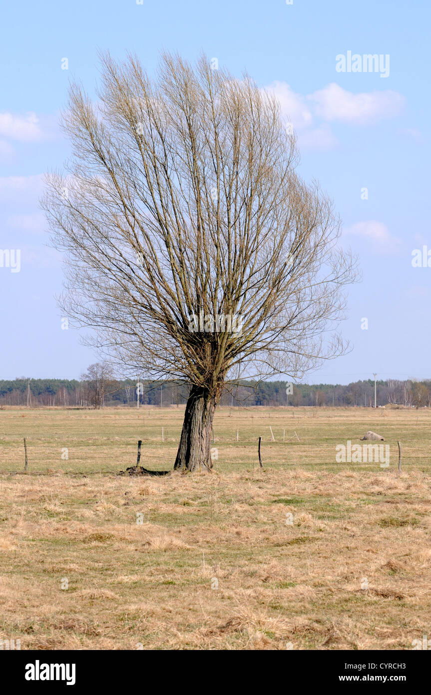 Alten Weidenbaum, Landschaft Masowien Region in Polen Stockfoto