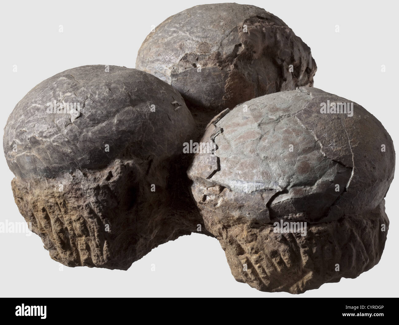Dinosaurier-Eier, Trias/Kreidezeit EIN versteinerte Gelege von drei Eiern mit den Schalen in der Regel in einem schönen Zustand der Erhaltung.ein Ei auf top.Egg Durchmesser ca. 14 cm beschädigt.das Alter der Dinosaurier begann vor etwa 230 Millionen Jahren, und endete 65 Millionen Jahren ago.There gibt etwa 220 bekannte Entdeckungen von Dinosaurier-Ei Kupplungen Aus dieser ganzen Zeit, die erste in Frankreich in der Mitte des 19. Jahrhunderts gefunden.Entdeckungen von versteinerten Embryonen und Nestlinge sind jedoch sehr selten, und die Klassifizierung der Eier ist extrem schwierig, historisch,,, zusätzliche Rechte-Clearences-nicht verfügbar Stockfoto