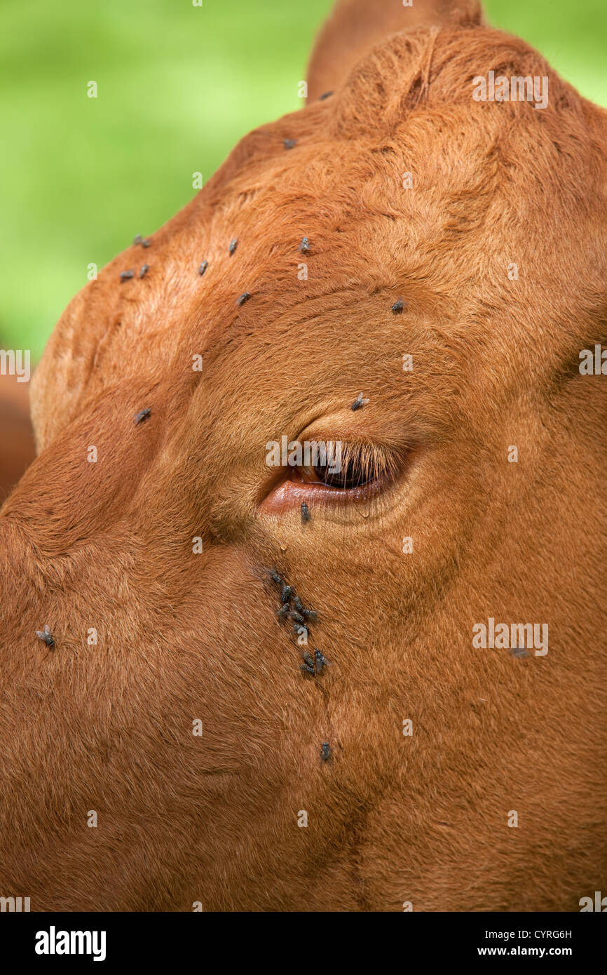 Kuh wird belästigt von fliegen, England, UK Stockfoto