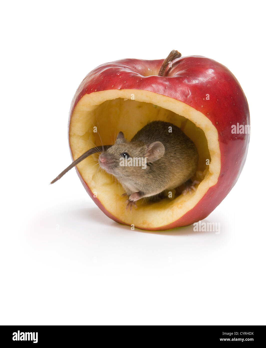 Kleine braune Maus sitzt einen großen roten Apfel Stockfoto