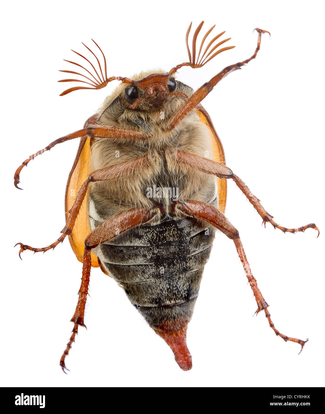 Maikäfer Käfer krabbeln auf eine Glasscheibe Stockfoto