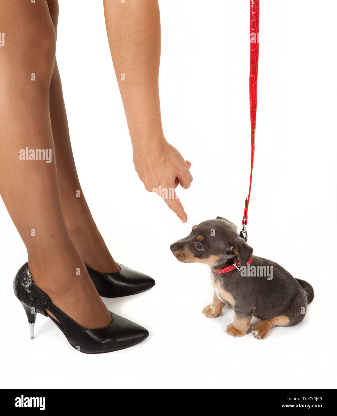 Frauenbeine und einem 6 Wochen alten jack Russel Welpe Hund Stockfoto