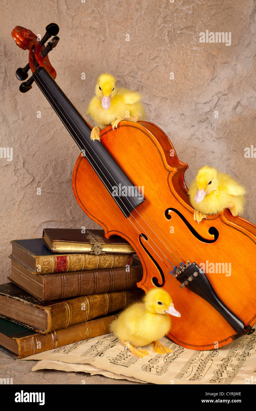 Drei Baby Entenküken auf klassische Musik und Violine Stockfoto