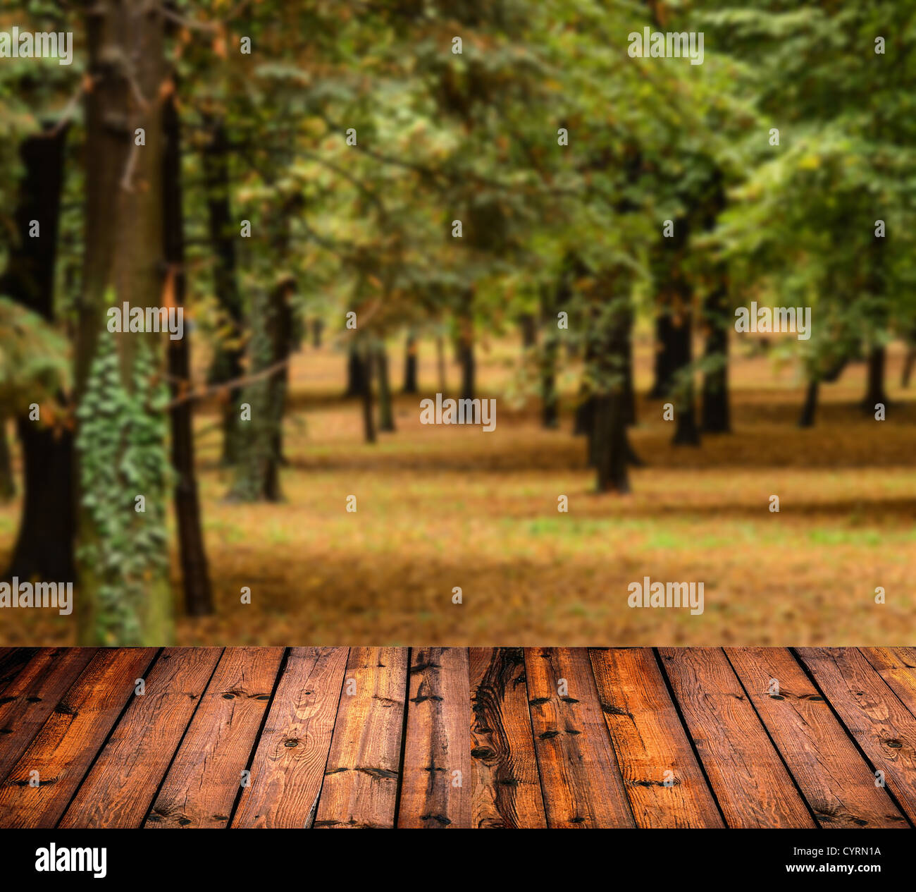 Herbstwald mit und Holzbohlen Boden Stockfoto