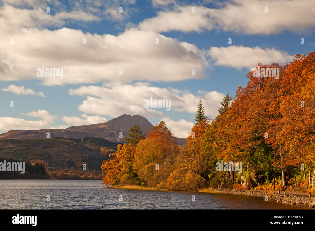 Herbstfarben am Loch Ard. Ben Lomond ist im Hintergrund. Stockfoto