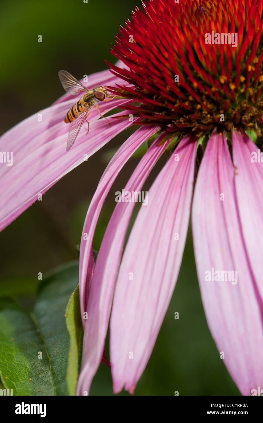 Rosa Echinacea Blume mit Biene und pollen Stockfoto