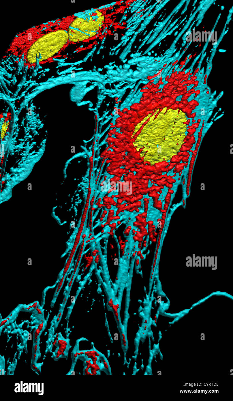 Beschäftigt, Mitochondrien und Kerne in Fibroblastenzellen Stockfoto