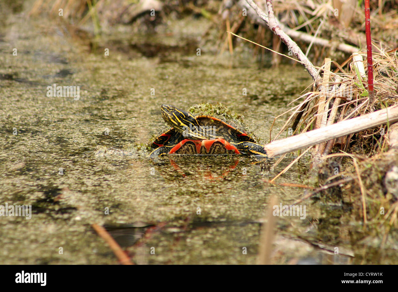 Eine Algen bedeckt Western bemalt Schildkröte klettern aus einem Sumpf auf einem flachen Schlamm im Frühjahr in Winnipeg, Manitoba, Kanada Stockfoto