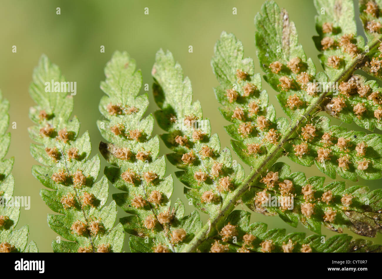 Männliche breite Schnalle Farn Form und Gliederung der Ohrmuschel Wedel Sori Form mit feinen Details Stockfoto