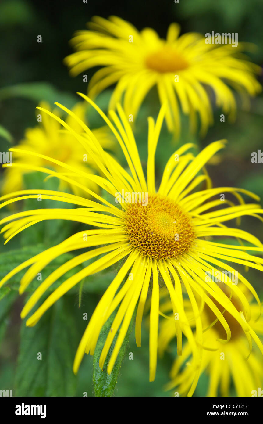 Rudbeckia oder Black-Eyed Susans, England UK Stockfoto