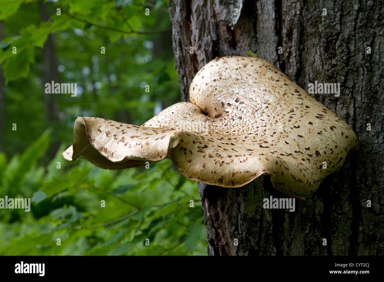 Klammer oder Regal Pilze an Pictured Rocks National Lakeshore am Lake ...