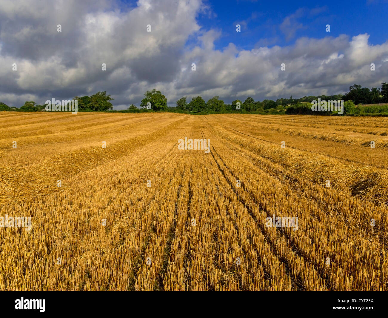 Bereich der Getreide Stockfoto