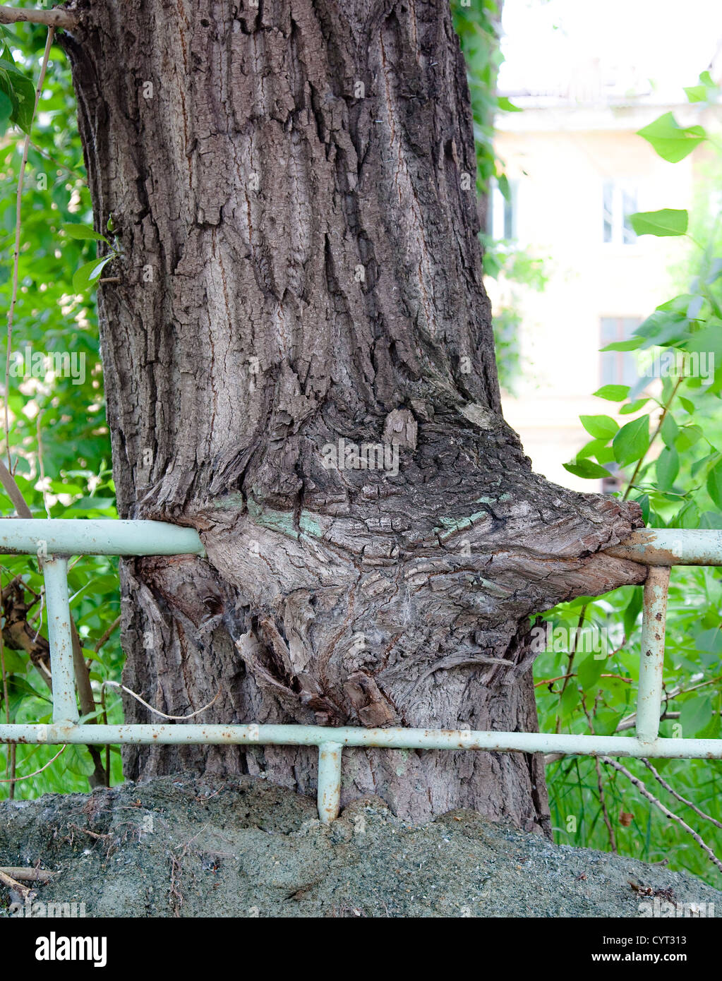 Baum Stamm, geschluckt hatte einen Metallzaun Stockfoto