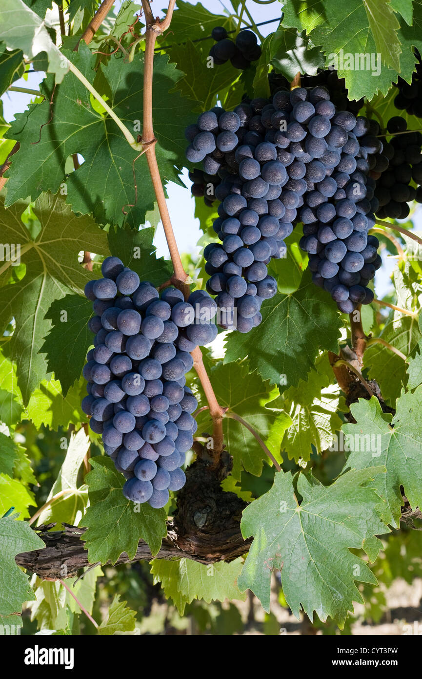 Trauben wachsen in einem Weingut in der Toskana in Italien Stockfoto