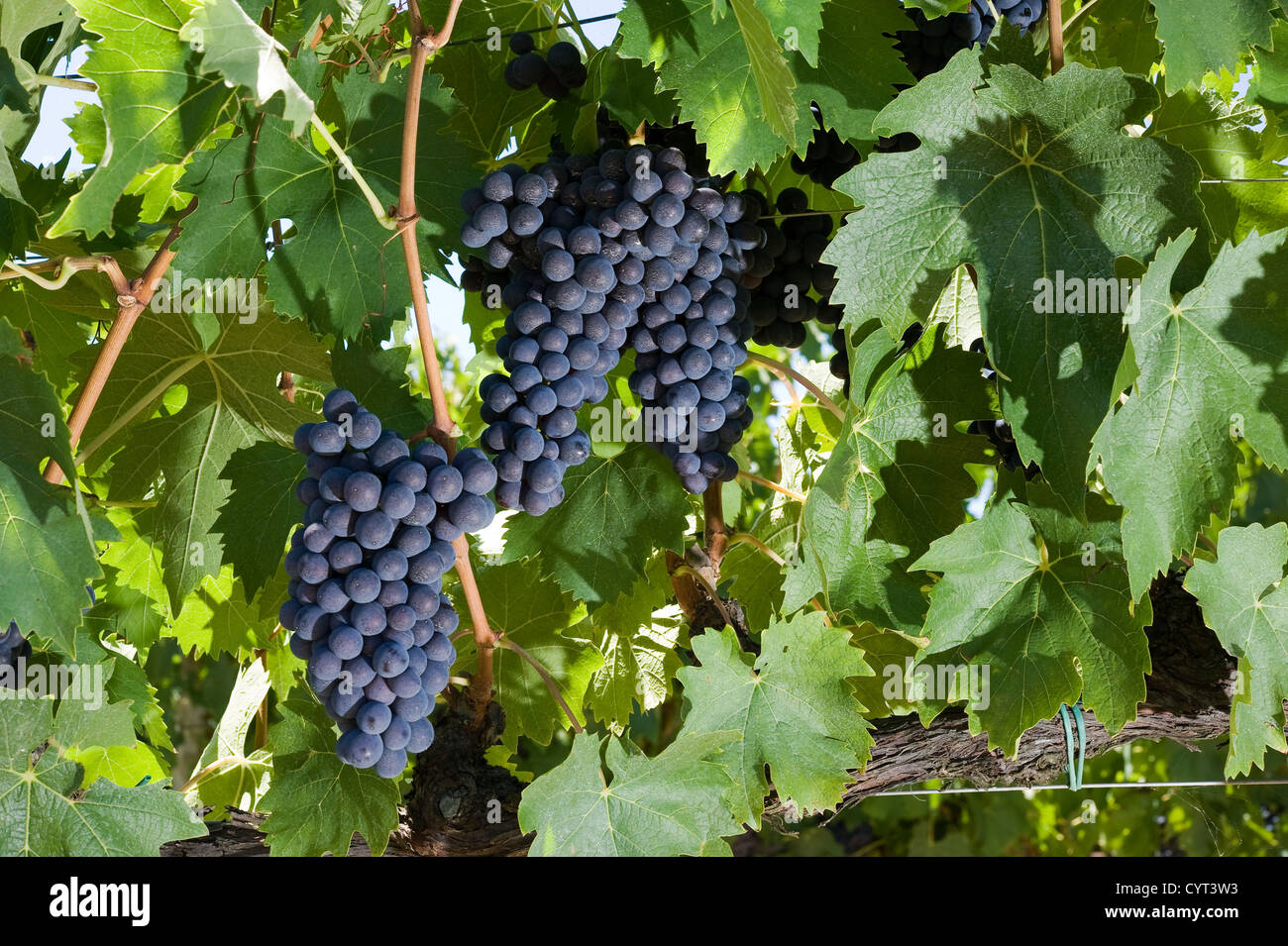 Trauben wachsen in einem Weingut in der Toskana in Italien Stockfoto