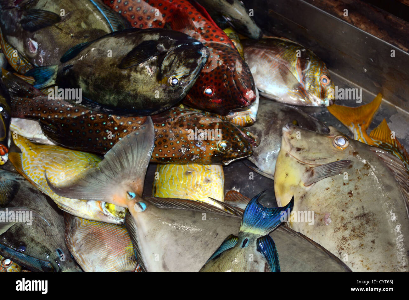 Eine Vielzahl von Riff-Fischen, vor allem Doktorfisch verkauft auf dem Markt, Pohnpei, Föderierte Staaten von Mikronesien Stockfoto
