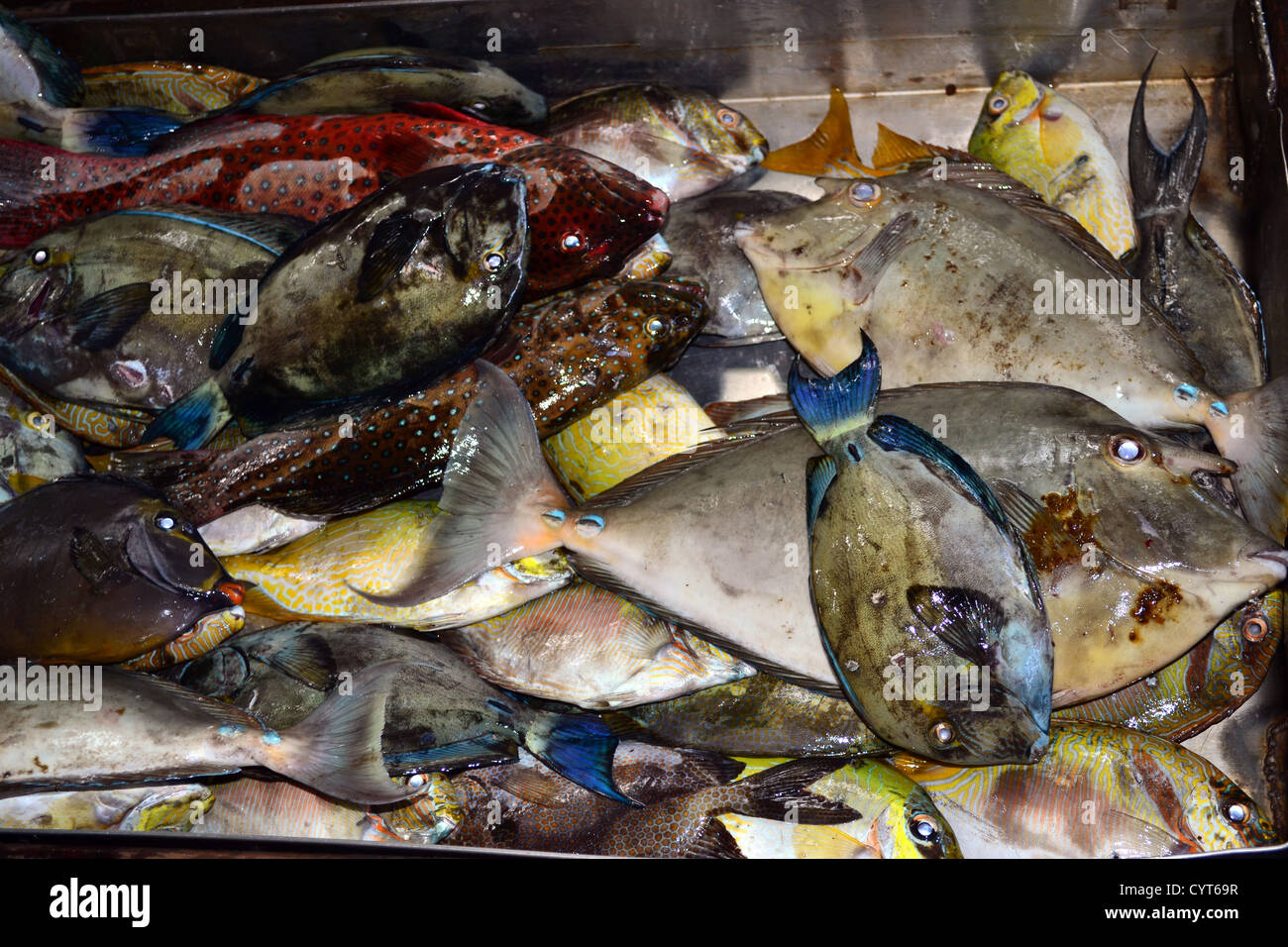 Eine Vielzahl von Riff-Fischen, vor allem Doktorfisch, verkauft auf dem Markt, Pohnpei, Föderierte Staaten von Mikronesien Stockfoto