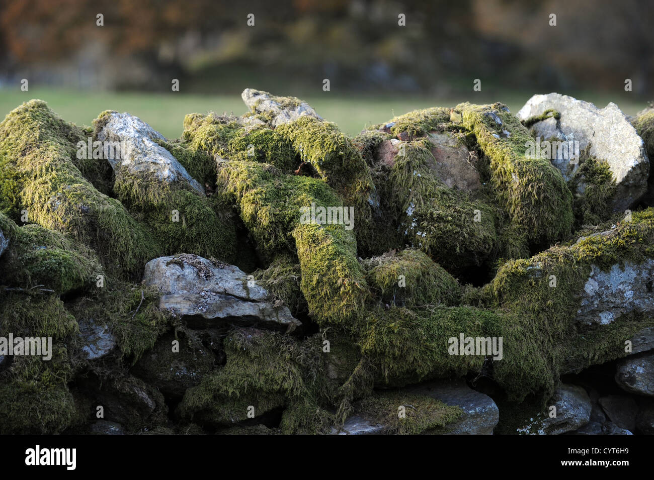 Ambleside Ansichten in The Lake District UK Trockenmauer mit Moos Stockfoto