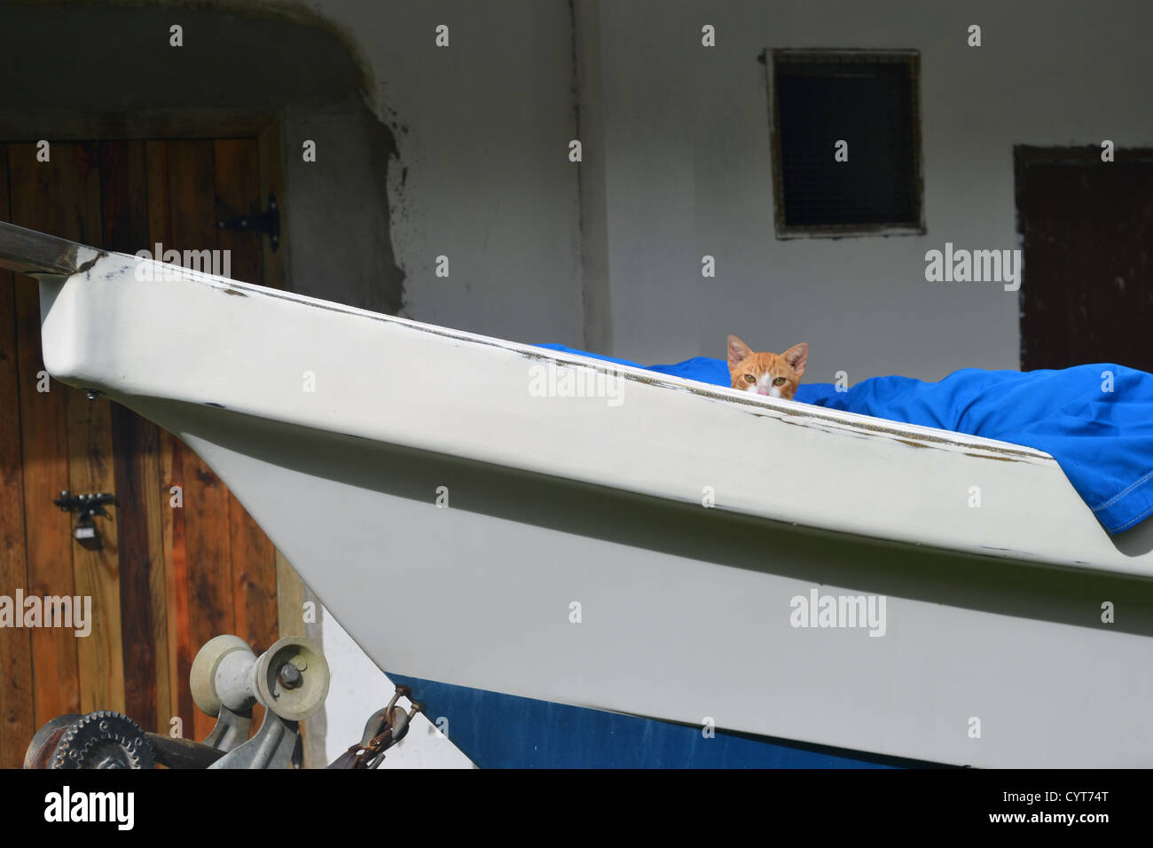 Katze in einem Boot, Pohnpei, Föderierte Staaten von Mikronesien Stockfoto