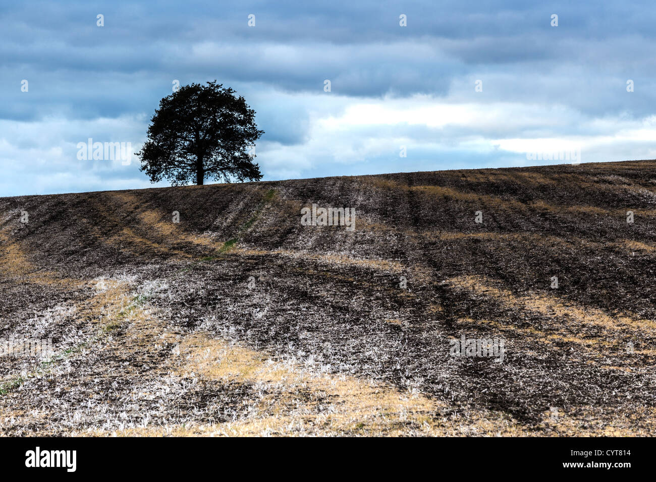 Einzelner Baum auf niedrige Hügel in Essex Stockfoto