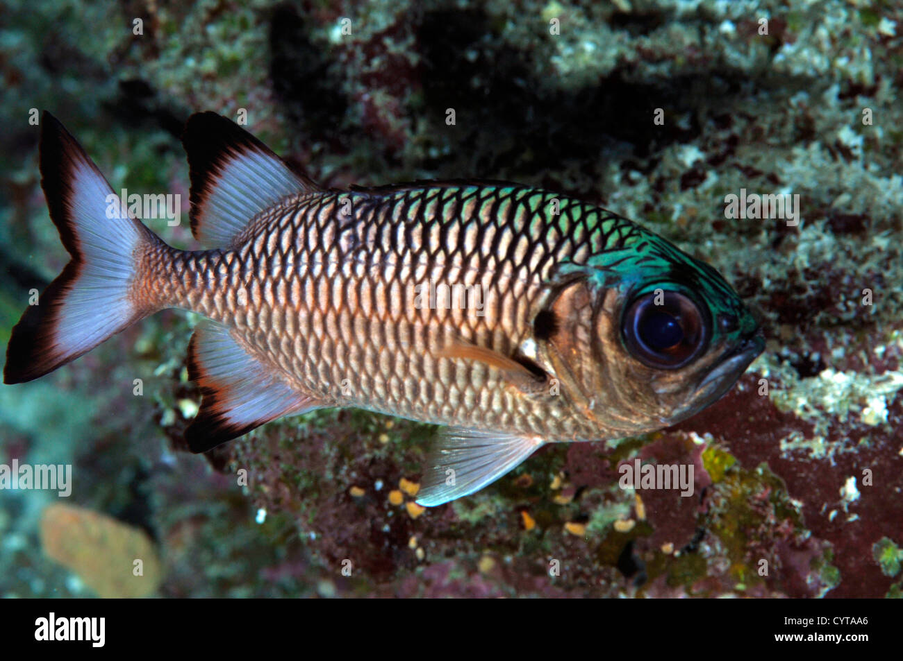 Shadowfin Soldatenfische, Myripristis Adusta, Pohnpei, Föderierte Staaten von Mikronesien Stockfoto