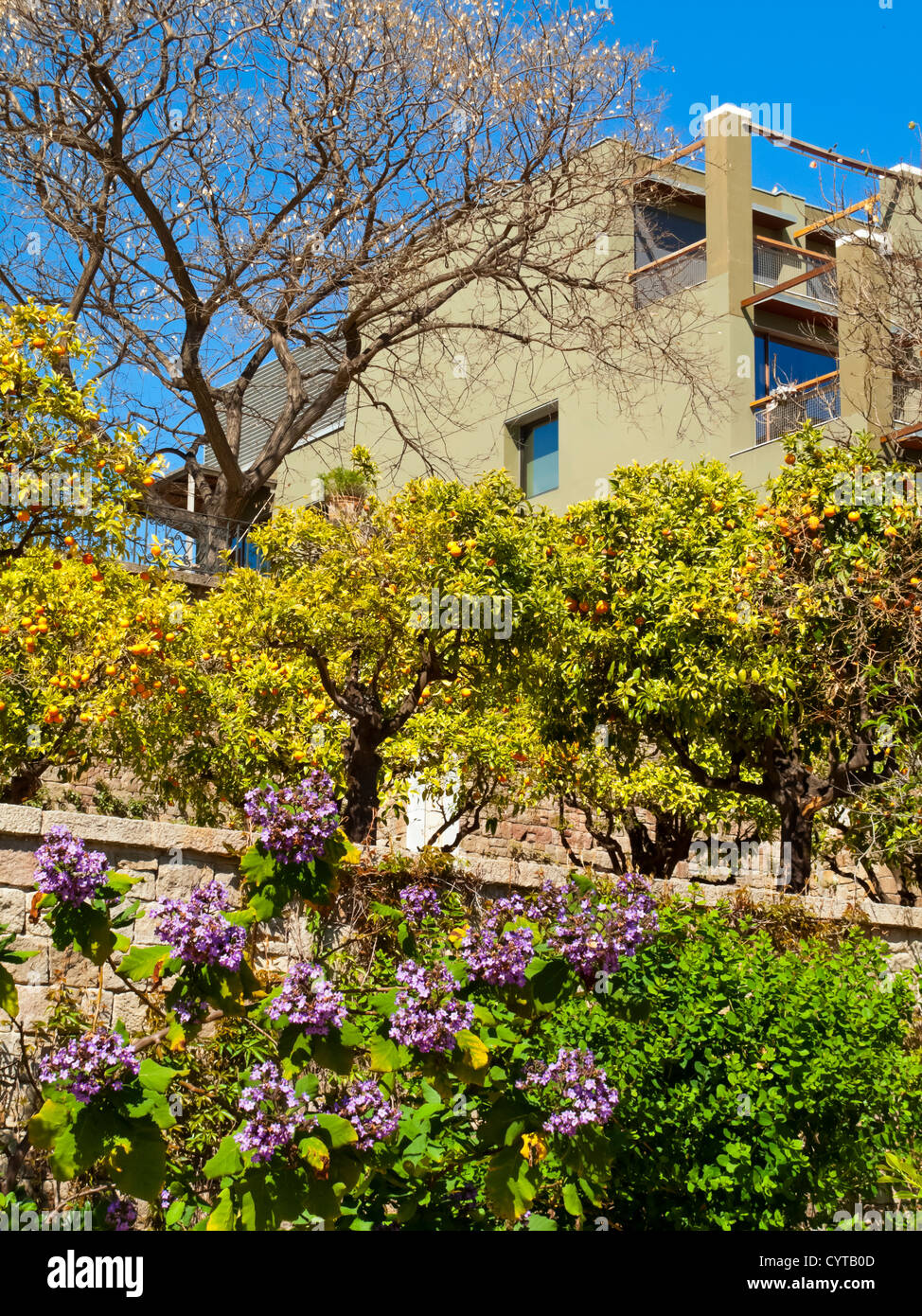 Frühling Pflanzen wachsen in den Gärten Jardins de Miramar am Montjuic in Barcelona-Katalonien-Spanien Stockfoto