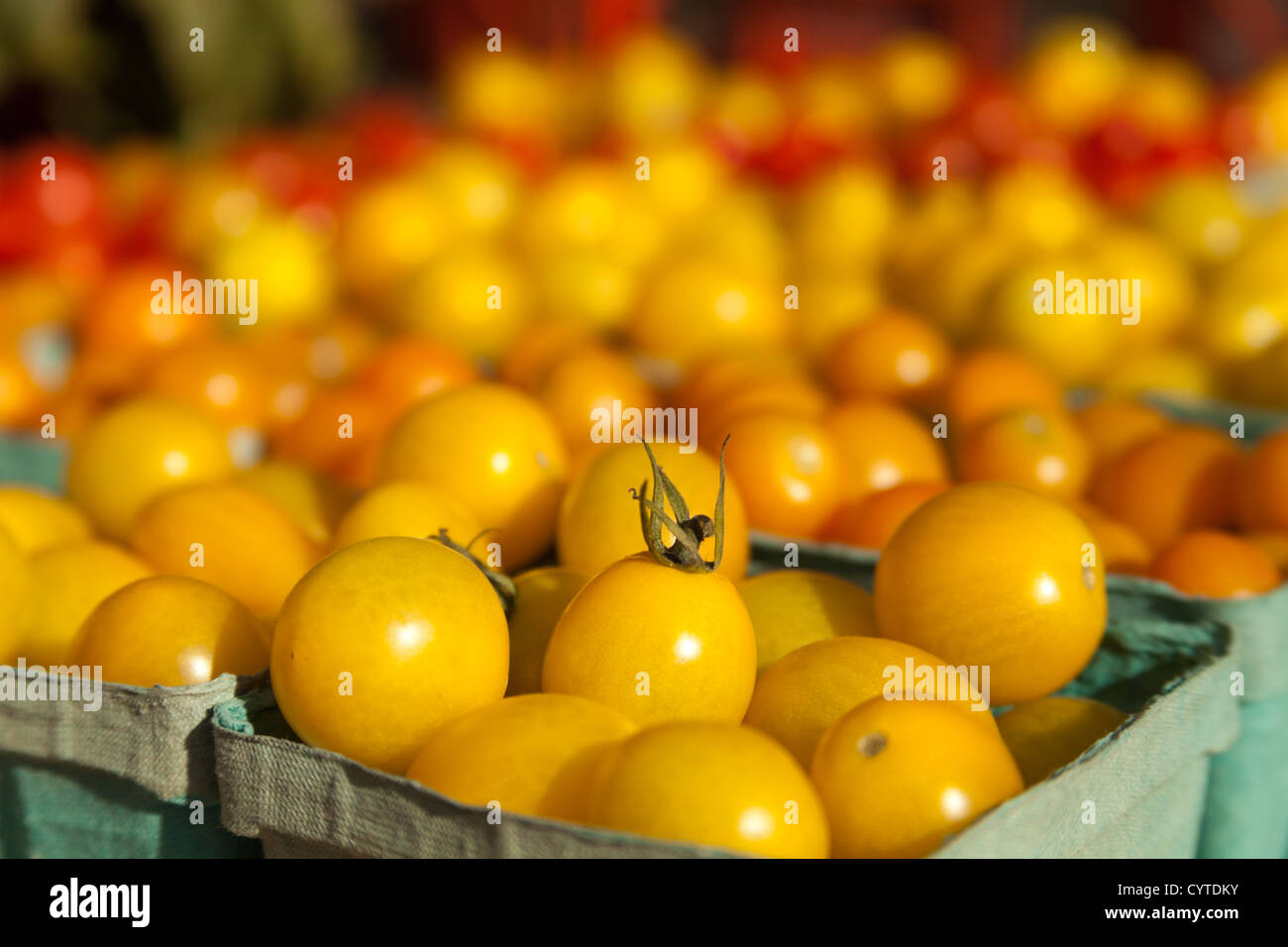Gelbe Traube Tomaten an einen Landwirt Markt, Union Square, NYC, USA Stockfoto