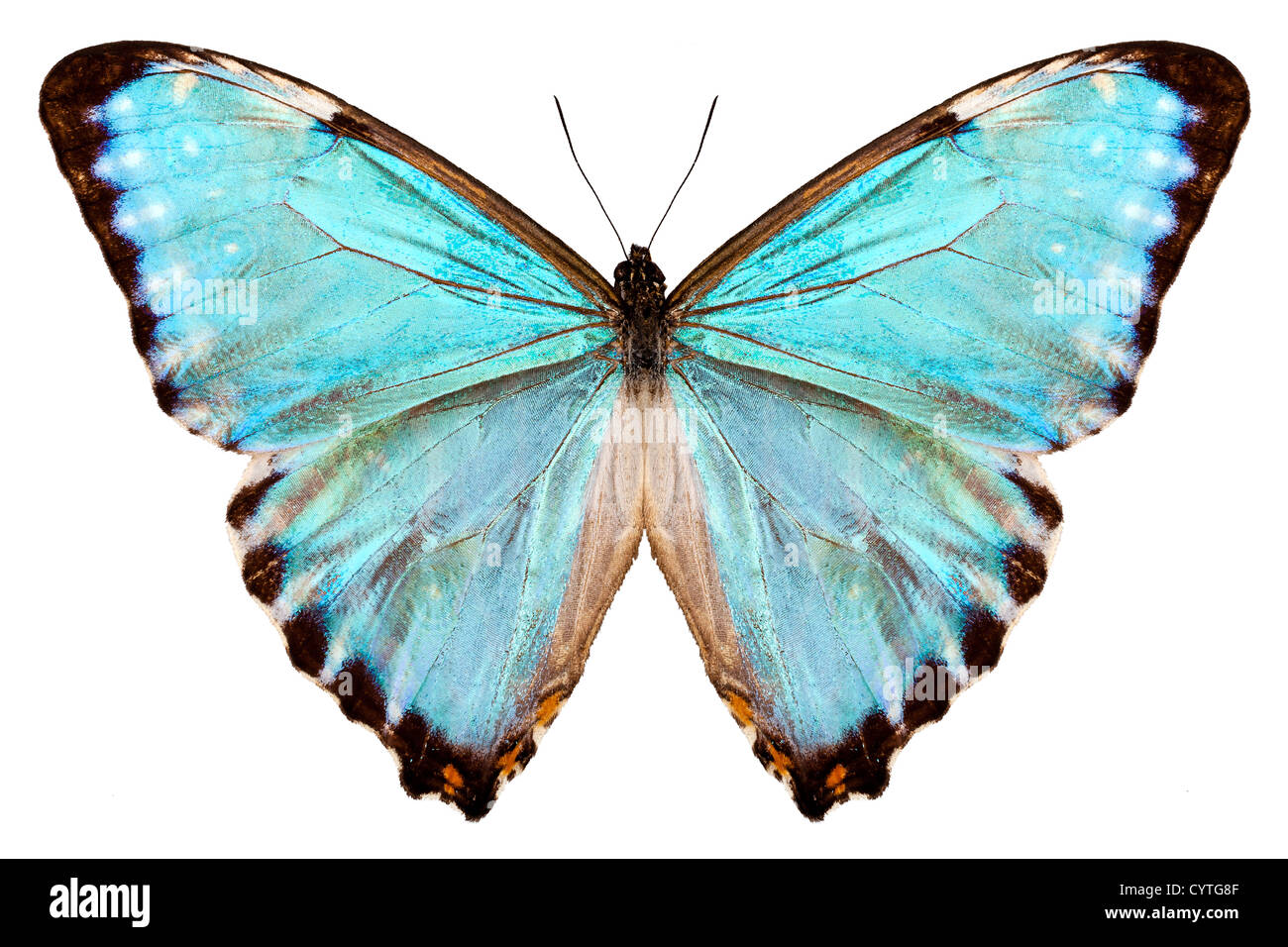 Schmetterling Arten Morpho Portis Thamyris isoliert auf weißem Hintergrund Stockfoto