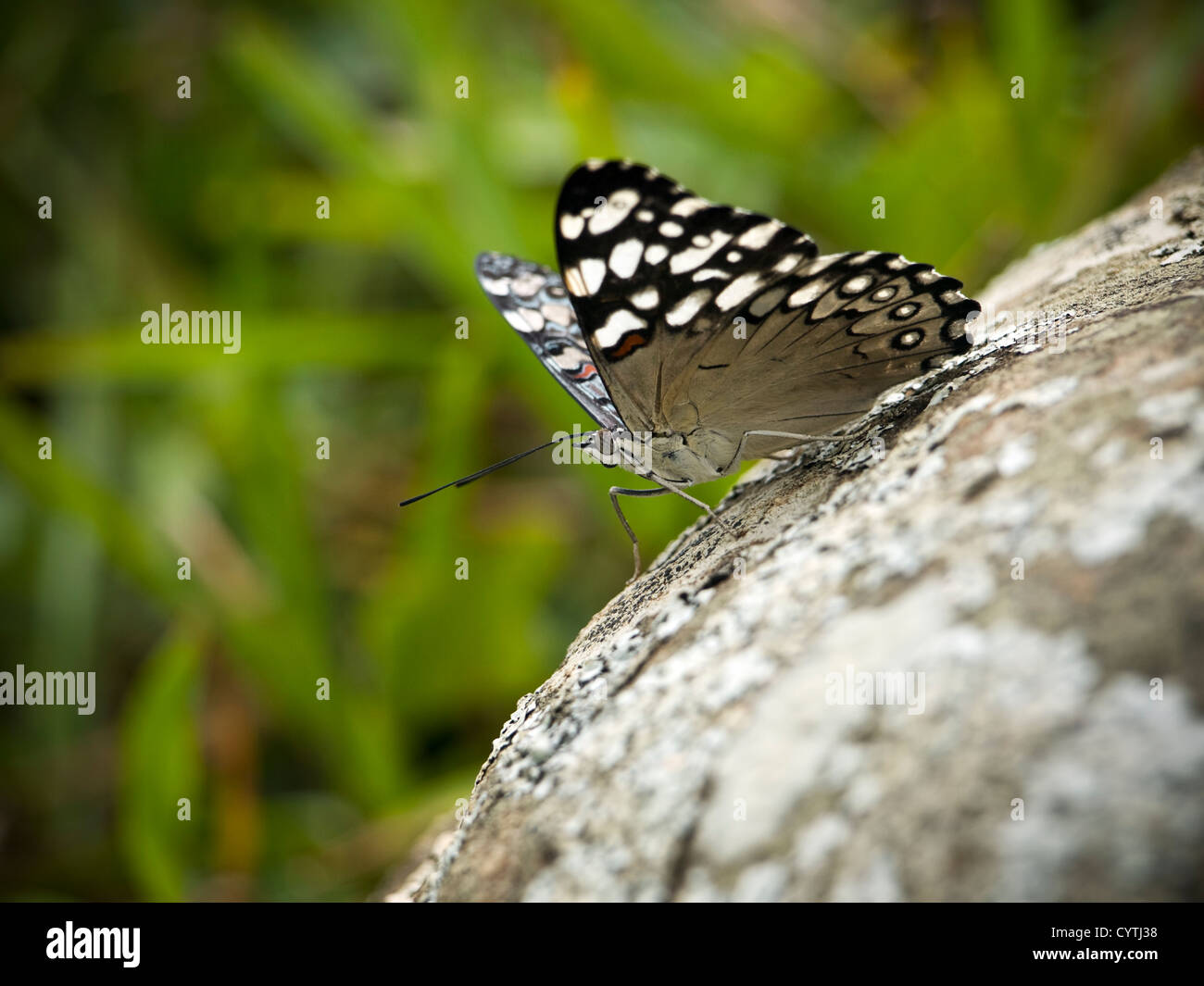 Makroaufnahme eines Schmetterlings auf einem Felsen. Dieses Bild entstand im Süden von Brasilien. Stockfoto