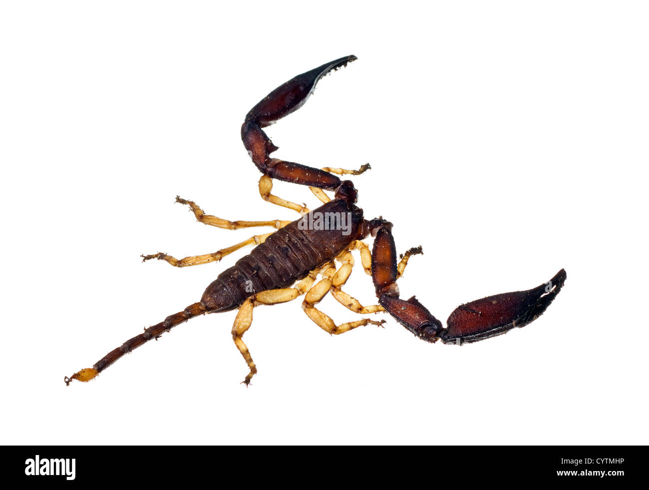 Einem großen australischen Skorpion isoliert auf weiß Stockfoto