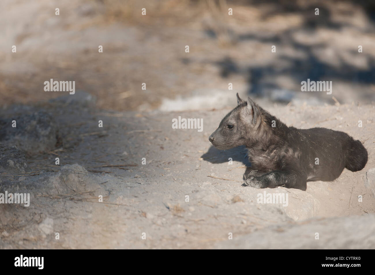 Neugierig Hyäne Cub schaut sich um Stockfoto