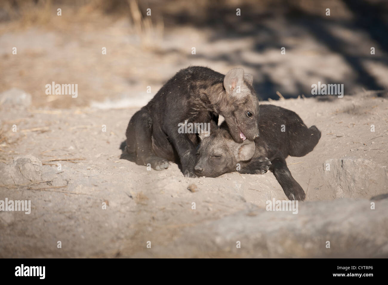 Baby Hyäne Cub leckt Geschwister Ohr Stockfoto