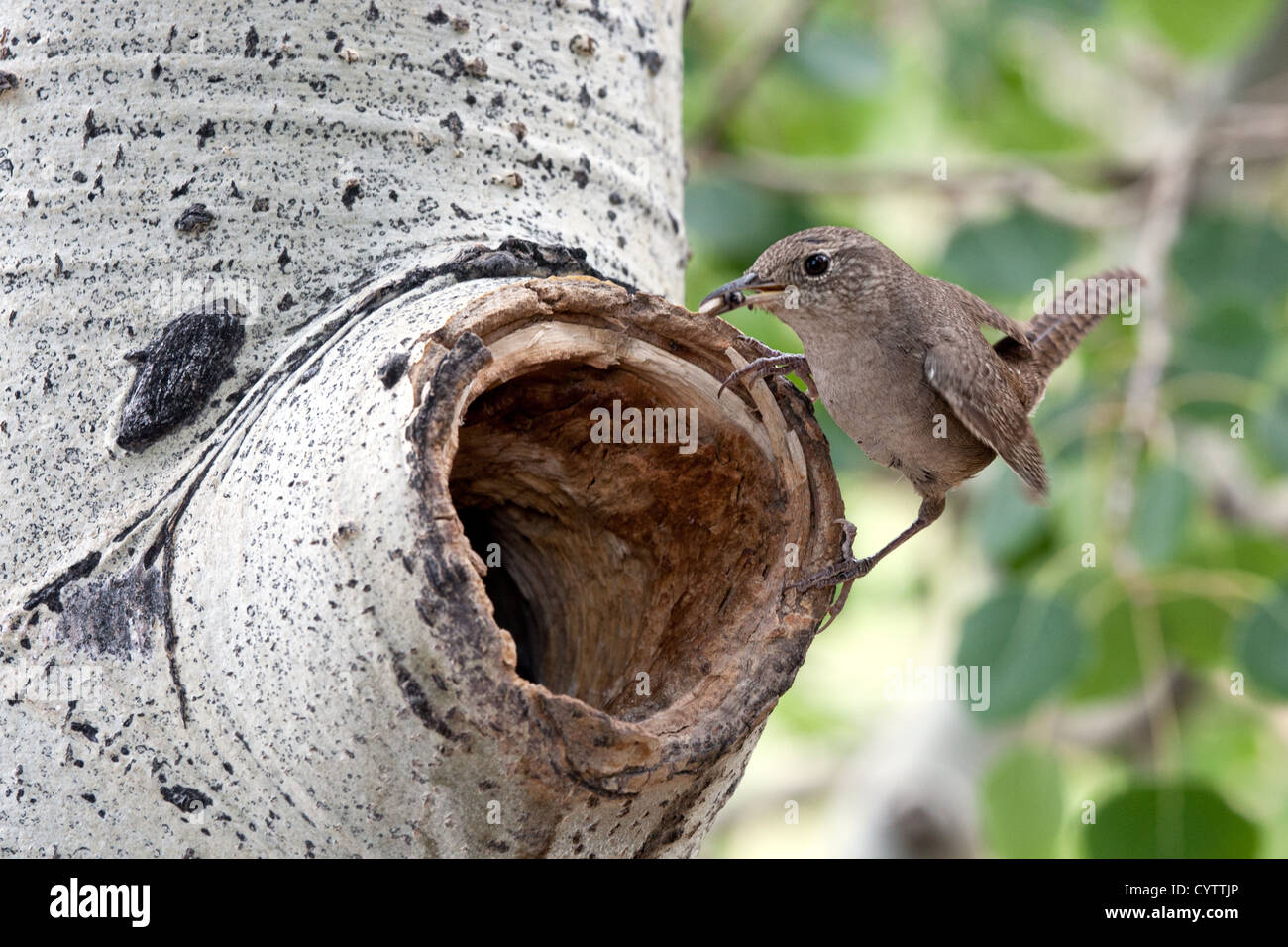 Haus Wren sitzt in Nest Cavity Stockfoto