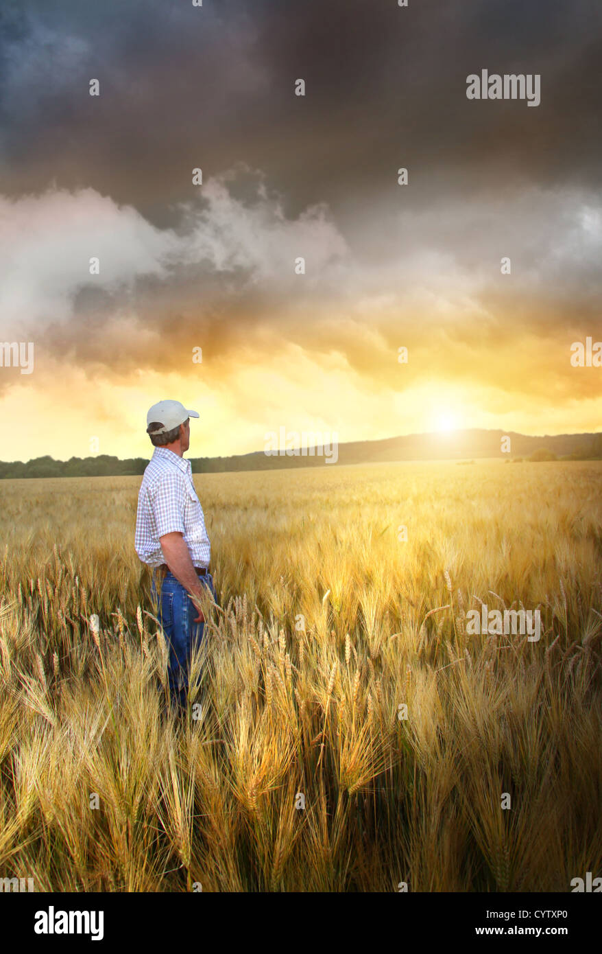 Mann steht in einem Feld von Weizen bei Sonnenuntergang Stockfoto