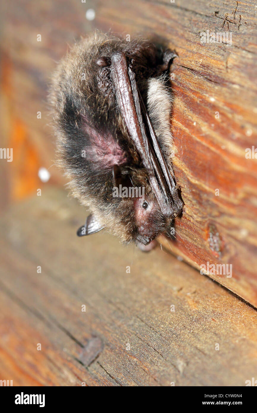 rostige Fledermaus, die in Europa lebenden Stockfoto